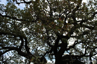 Quercia del Sommacco